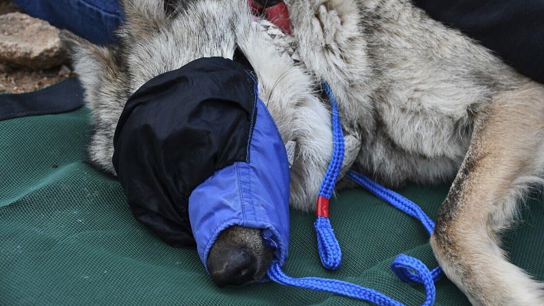 Wandering wolf of the Southwest confined through 2025 breeding season in hopes of producing pups
